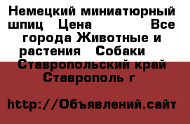 Немецкий миниатюрный шпиц › Цена ­ 60 000 - Все города Животные и растения » Собаки   . Ставропольский край,Ставрополь г.